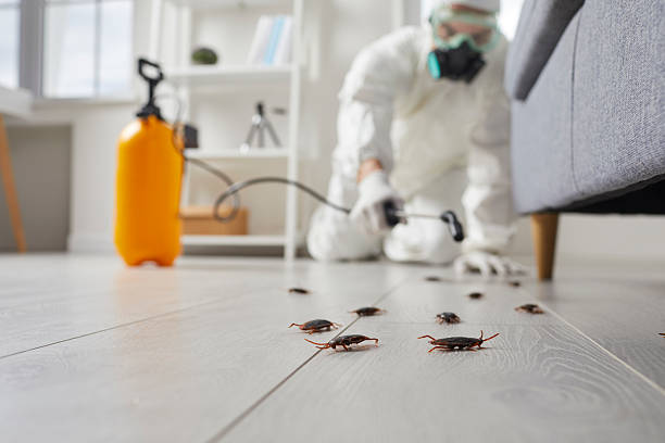 Post-Treatment Bed Bug Interceptor Monitoring in Live Oak